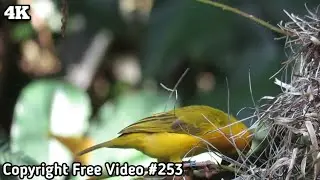 Bird Making Nest 🐦 / No Copyright Video / 4K Video / #copyrightfree / [ Copyright Free Videos ]