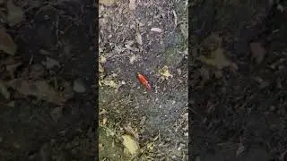 #insects #bug #buglife #cool #colors