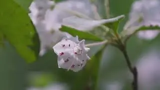 State Symbol Series - Mountain Laurel