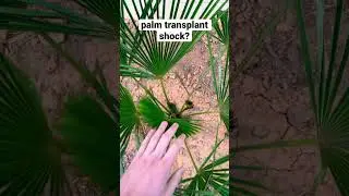Is your palm suffering from transplant shock?