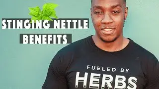 4 BENEFITS OF STINGING NETTLE (& concerns) | Everyone should own this!