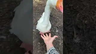 Как поднять утку