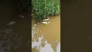 Tuba Ikan.Sedihnya tengok