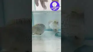 😱Como criar peces Discus con padres adoptivos #fishtank #discusfish #aquarium #alevines #fish