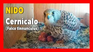 🔴 Nido CERNÍCALO con 🥚🥚🥚 huevos 🔴 DIRECTO  (Cámara 17 | Ávila) LAGUNA de EL OSO
