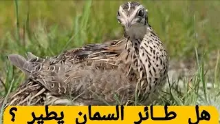 هل طائر السمان يطير؟  ?Can a quail fly