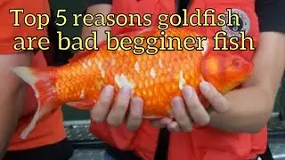 Top 5 reason goldfish are bad beginner fish