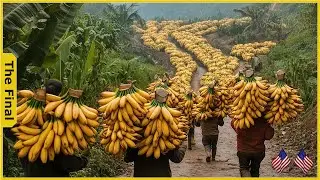 China&rsquo;s 20 Million Ton Banana Harvest: A Process Like No Other! - Farming Documentary
