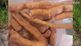 Impombo igihingwa kiboneka hacye,ubwo ni hehe ?