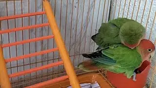 African Love Birds🐥 is live!