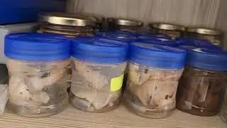GOAS LARGEST PRIVATE COLLECTION OF UNIQUE SPECIES OF ROEN OLAMI IDENTIFIED FROM MARKET SAMPLES