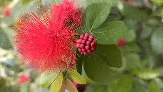 Short informative video of powder puff/calliandra plant🌱