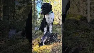 #workingdog #barbet