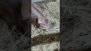 How delicious🤗. #жизньвдеревне #ферма #свинья #деревня #животные #village #pig #piggy #farming