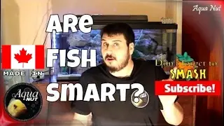 How Smart Are Aquarium Fish? 🐟 Amazing Intelligent Fish Plays Fetch
