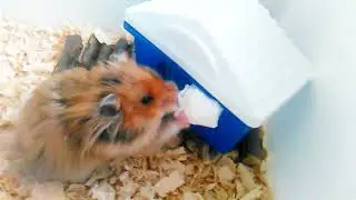 Утро моего хомяка Федина/love hamster
