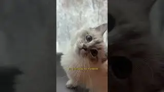 #cat #kitty #siberiancat #nevamasquerade #cutecat #beautifulcat #сибирскаякошка #котики #котята
