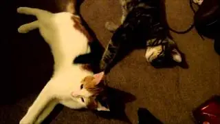 Cat overlord!