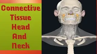 Connective Tissue Head And  Neck || 3D video BIOLOGY