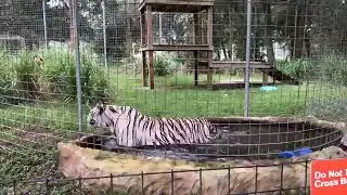 It&rsquo;s International Tiger Day! Let&rsquo;s say hello to all the tigers that call Big Cat Rescue home!