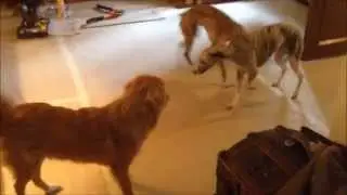 Fluffy puppy vs. sleek speedster, round 2