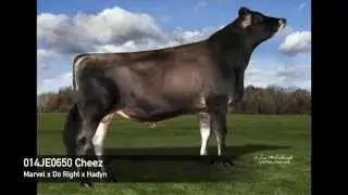 014JE00650 Cheez