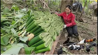 Simple village life:feeding chickens and earing money from banana leaves!