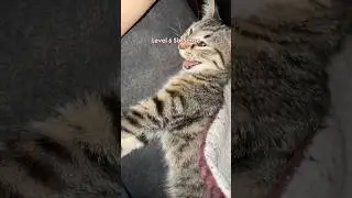 Cats but they keep glitching pt.1