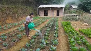 A Peaceful Day Hidden in My Little Garden | Take care vegetable and harvest bananas for the pigs