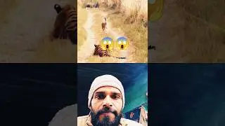 Tiger attacks on deer। #tiger #wildlife #animals #lion #nature #shorts #trending #viral #youtube