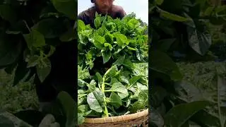 Farmer Harvesting Malabar Spinach and Taking It to the Market | ASMR Farming #Shorts