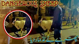 ANGRY SHEEP ATTACK ON PEOPLE | DANGEROUS SHEEP 🐑 | SHEEP NE TUD MAR DIYA | SHEEP ATTACK | JBV109