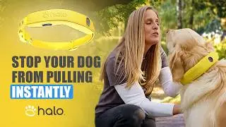 Dog Walking Made Easy: Master LEASH TRAINING in Minutes!