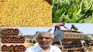 TURMERIC FARMING COMPLETE DETAILS
