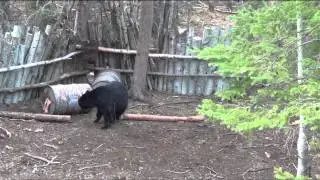 May 15 2013 Black Bear Hunt With Mike's Outfitting Alberta, Canada