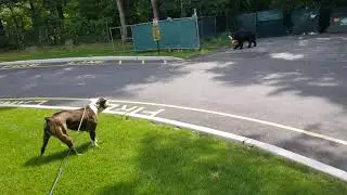 Hermes Olde English Bulldogge Confronts Large Bear