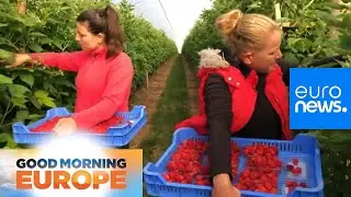 UK suffers from shortage of seasonal fruit pickers this summer