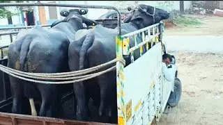👍130 लीटर दूध दिया 9 भैंसों ने महाराष्ट्र नासिक में दोबारा 10 भैंस जा रही 14 लीटर दूध की गारंटी पर