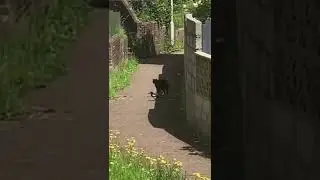 Bird Stalking A Cat - Not suspicious at all #Cats #birds #stalking #catvideos #birdwatching