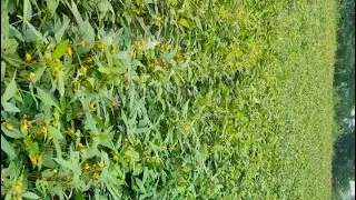 VBN-8 70 days #vbn8 #blackgram #agriculture #farming