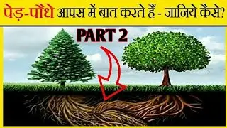 क्या पेड़ आपस में बात करते हैं? Do Trees Communicate - The Tree Network Science Explained | Part 2