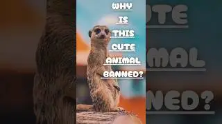 This Cute Animal Is BANNED in the US! 🛑🐾 #animals #shorts