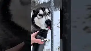 How a Dog Owner Frees a Tongue Stuck to Cold Metal⁉️#shortvideo