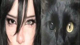 feline beauty