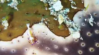Emperor shrimp