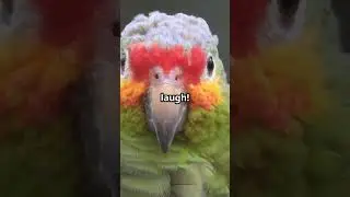 funny Animal Antics You Miss 🤣#viralvideo #facts #shorts #animals #comedyvideos #funny #cat #doglove