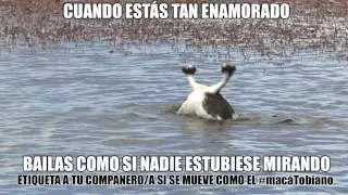 Mac&aacute; Tobiano BAILE