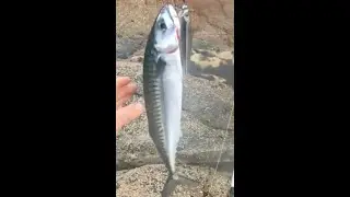 We catch mackerel and polock in Norway