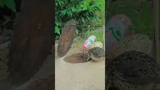 Unique Underground Quail Trap #birdtrap #shorts