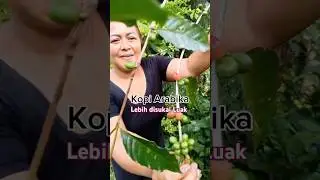 kopi arabika berbuah lebat dan rasanya manis@laskartaru#kopi #kopiarabika #kopiarabica #alami
